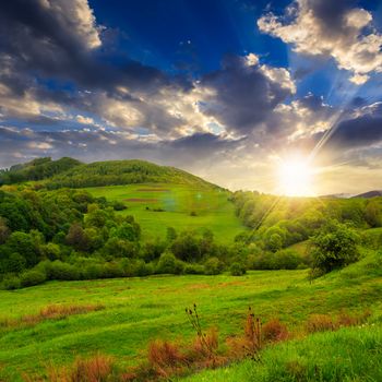 mountain summer landscape. trees near meadow and forest on hillside under evening sky with clouds at sunset