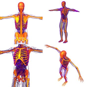 3d rendering medical illustration of the human skeleton