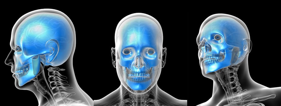 3D rendering medical illustration of the human skull