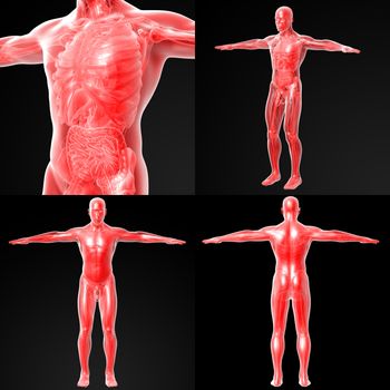 3d rendering illustration of the human anatomy