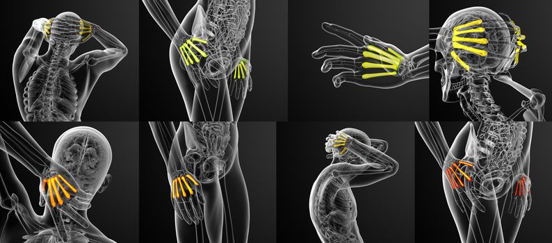 3d rendering medical illustration of the metacarpal bone 