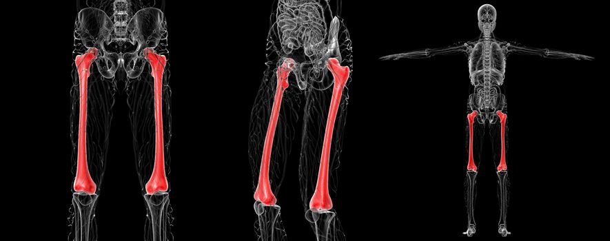 3d rendering medical illustration of the femur bone