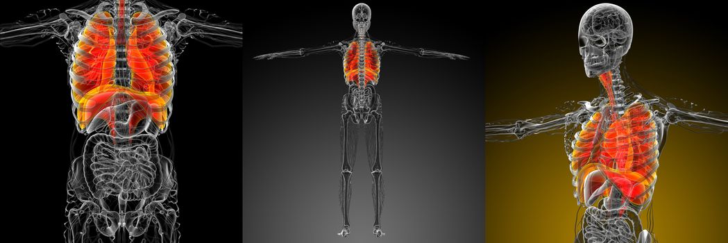 3d rendering medical illustration of the respiratory system