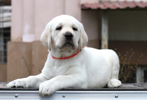 a little yellow labrador puppy sitting on grey background