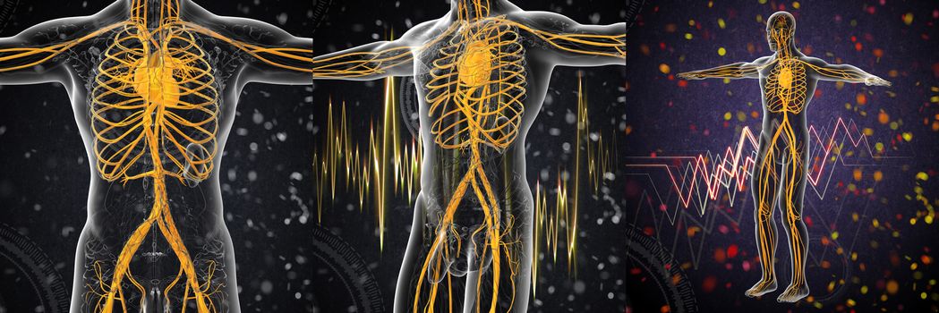 3d rendering medical illustration of the human vascular system 