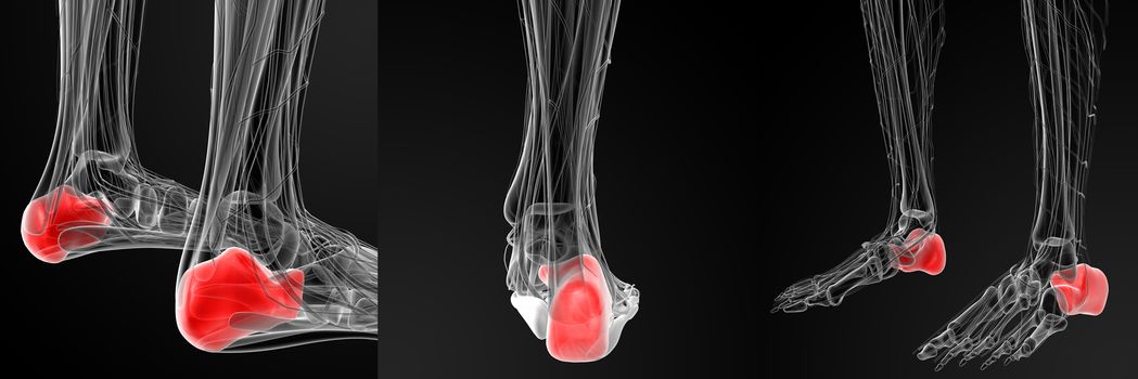 3d rendering illustration of the human calcaneus bone 