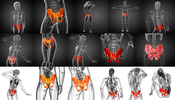 3D rendering medical illustration of the pelvis bone