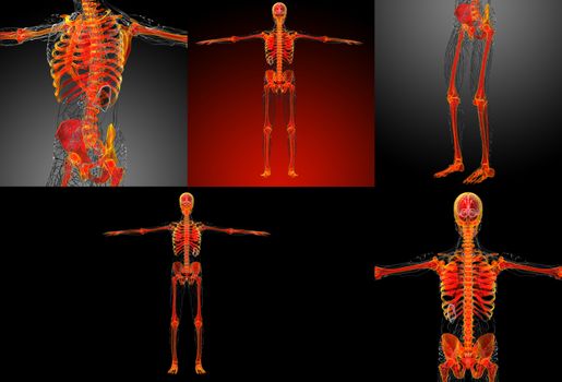 3d rendering medical illustration of the human skeleton 