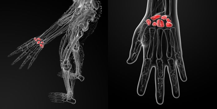 3d rendering illustration  of the human carpal bones