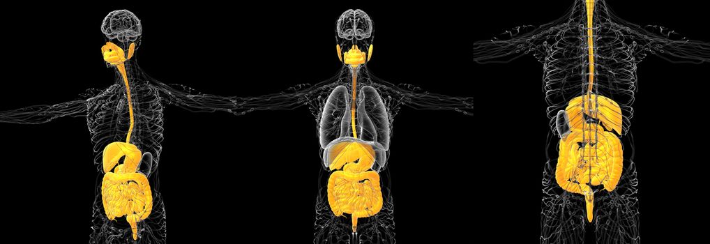 3d rendering medical illustration of the human digestive system 