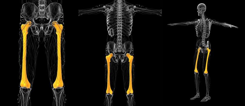 3d rendering medical illustration of the femur bone