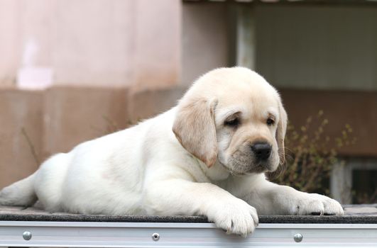 the little yellow labrador puppy sitting on grey background