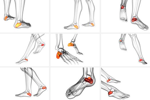 3d rendering medical illustration of the calcaneus bone