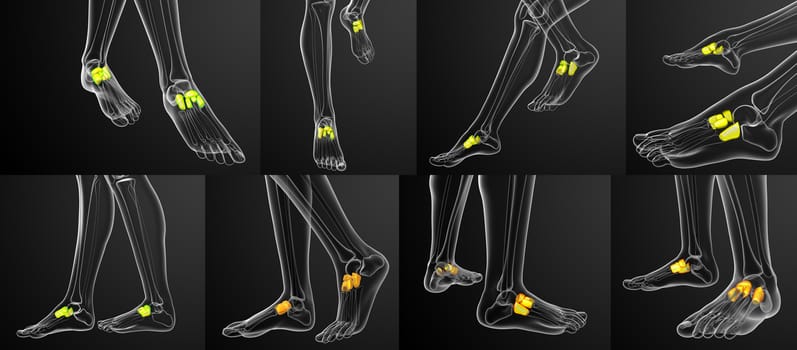 3d rendering medical illustration of the midfoot bone