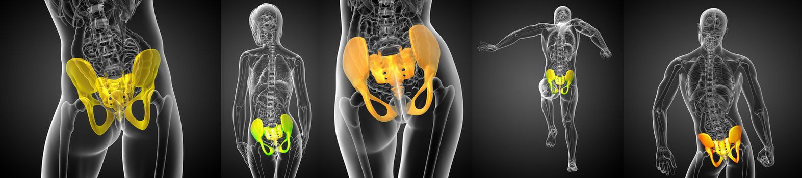 3D rendering medical illustration of the pelvis bone