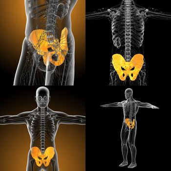 3d rendering medical illustration of the pelvis bone