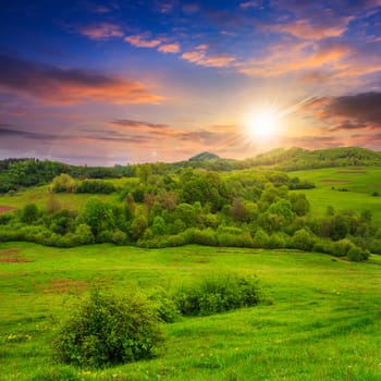 mountain summer landscape.forest near meadow on hillside under  cloudy sky at sunset