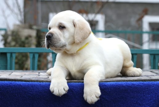 the little yellow labrador puppy sitting on blue background