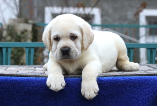 a little yellow labrador puppy sitting on blue background