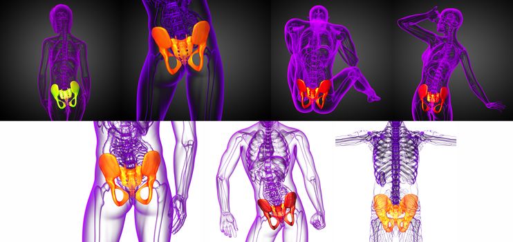 3D rendering medical illustration of the pelvis bone