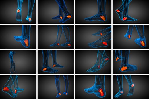 3d rendering medical illustration of the calcaneus bone