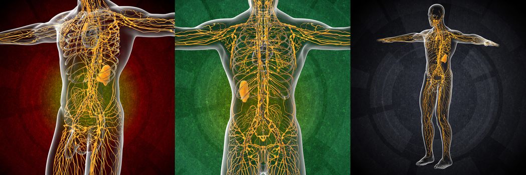 3d rendering illustration of the male lymphatic system 