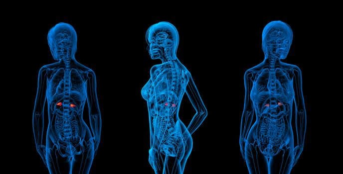 3d rendering medical illustration of the adrenal