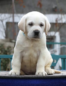 little yellow labrador puppy sitting on blue background