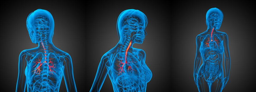 3D rendering medical illustration of the  bronchi 