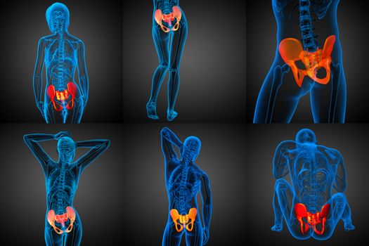 3D rendering medical illustration of the pelvis bone