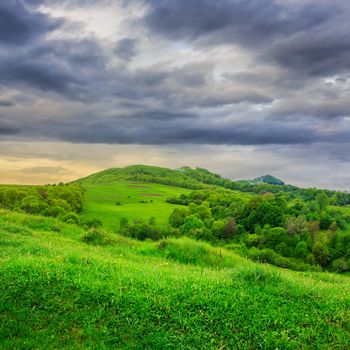 mountain summer landscape. trees near meadow and forest on hillside under  sky with clouds on dull day