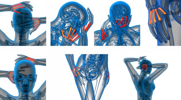 3d rendering medical illustration of the metacarpal bone 