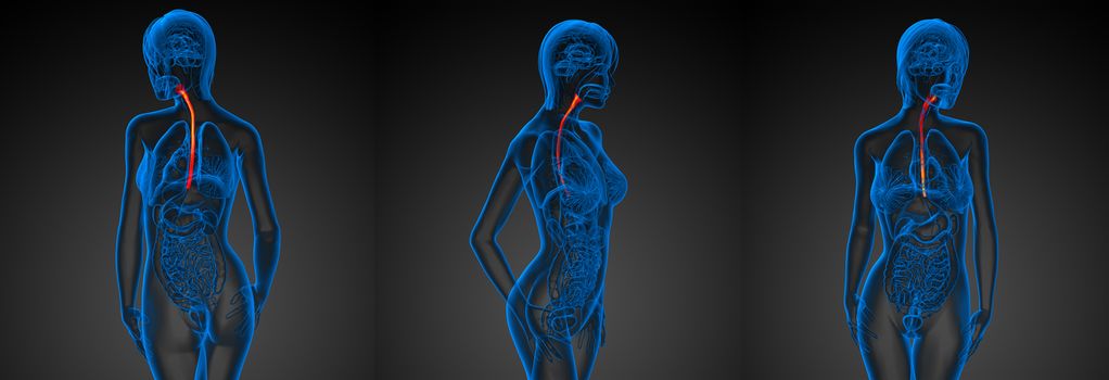 3d rendering illustration of the esophagus 