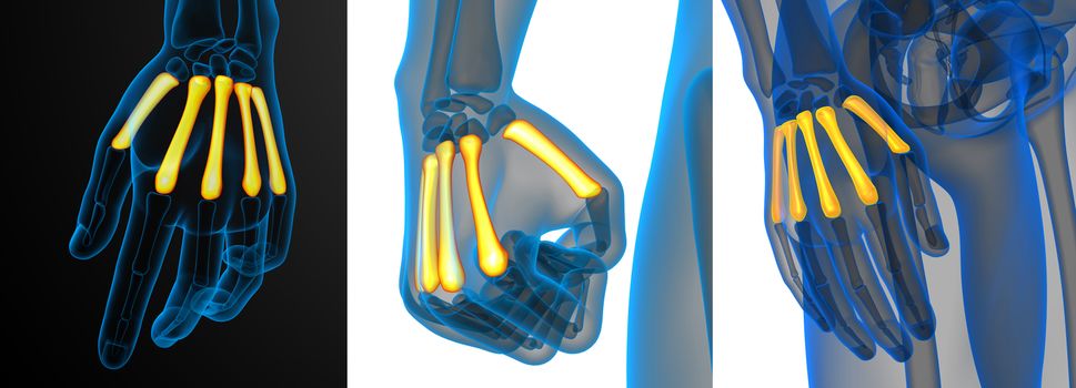 3d rendering medical illustration of the metacarpal bone 