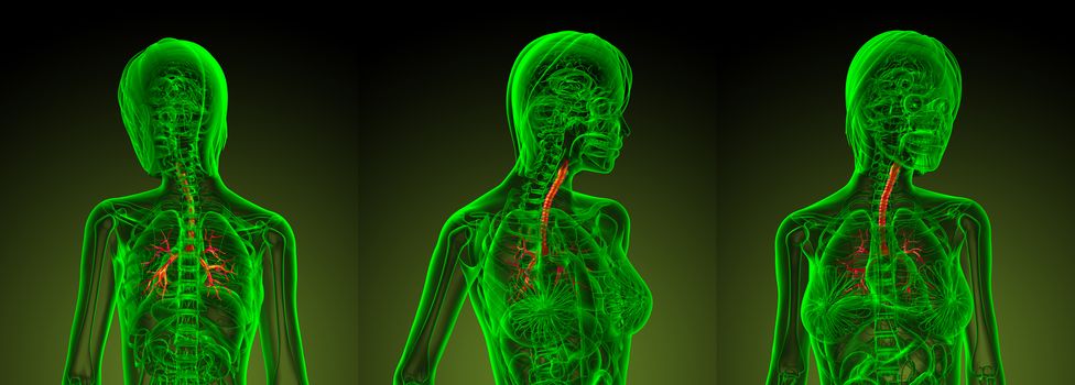 3d rendering medical illustration of the human bronchi 