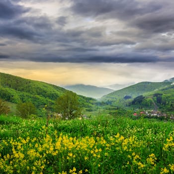 summer landscape. yellow flowers on the meadow hillside. village near forest in morning fog on the mountain