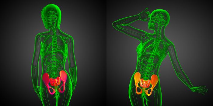 3D rendering medical illustration of the pelvis bone