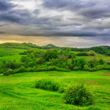 mountain summer landscape.forest near meadow on hillside under  cloudy sky at dull day