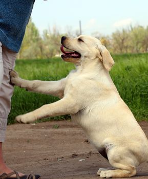 the yellow nice labrador puppy in the garden