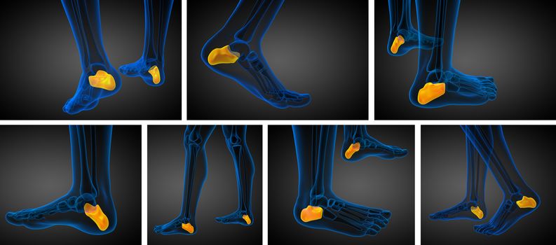 3d rendering medical illustration of the calcaneus bone