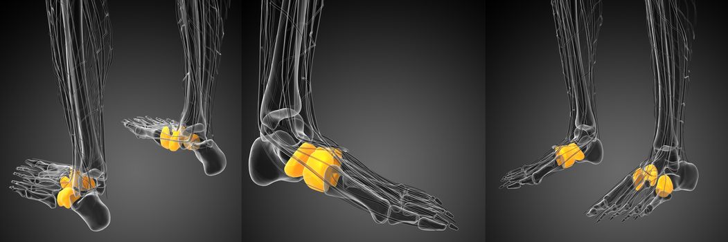 3d rendering medical illustration of the midfoot bone