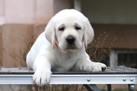 little yellow labrador puppy sitting on grey background
