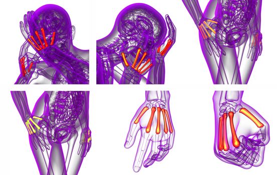 3d rendering medical illustration of the metacarpal bone 