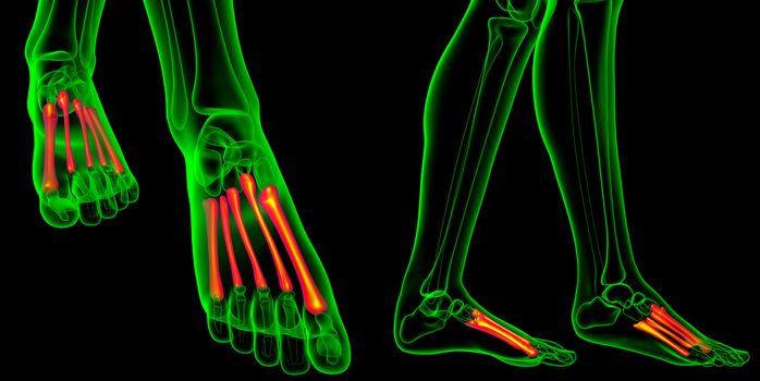 3d rendering medical illustration of the metatarsal bones 