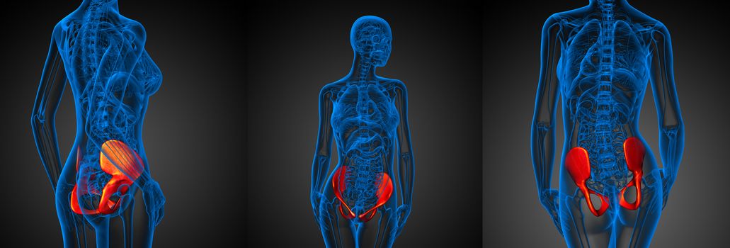 3d rendering medical illustration of the pelvis bone