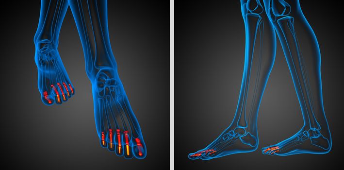 3d rendering illustration of the human phalanges foot 