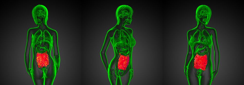 3d rendering illustration of the male small intestine