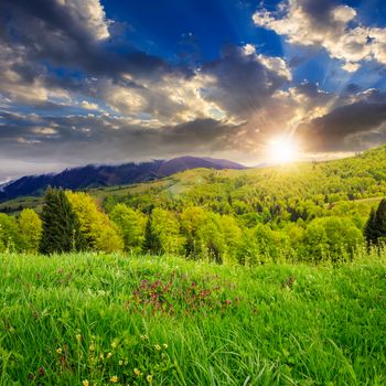 mountain summer landscape. pine trees near meadow and forest on hillside under  sky with clouds at sunset