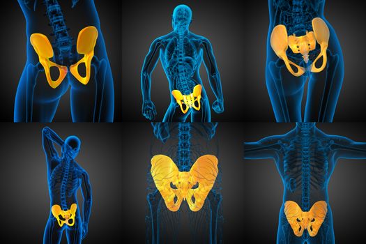 3D rendering medical illustration of the pelvis bone