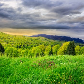 mountain summer landscape. pine trees near meadow and forest on hillside under  sky with clouds in  morning time